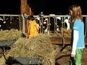 Kühe hautnah erleben auf dem Tiggeshof, dem Bio-, Lern- und Erlebnisbauernhof im Sauerland