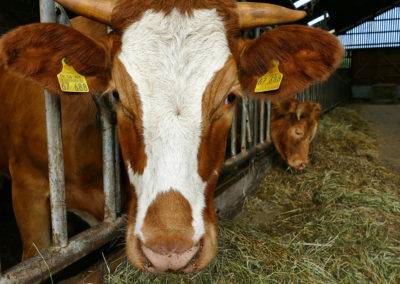 Kühe hautnah erleben auf dem Tiggeshof, dem Bio-, Lern- und Erlebnisbauernhof im Sauerland