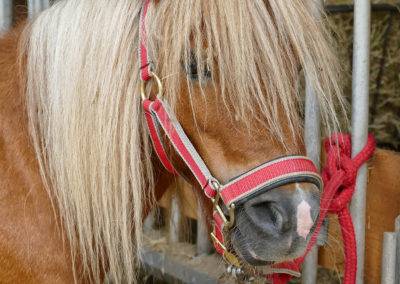 Ponys füttern, pflegen und reiten auf dem Tiggeshof in Ainkhausen. Der Bio-, Lern- und Erlebnisbauernhof im Sauerland.