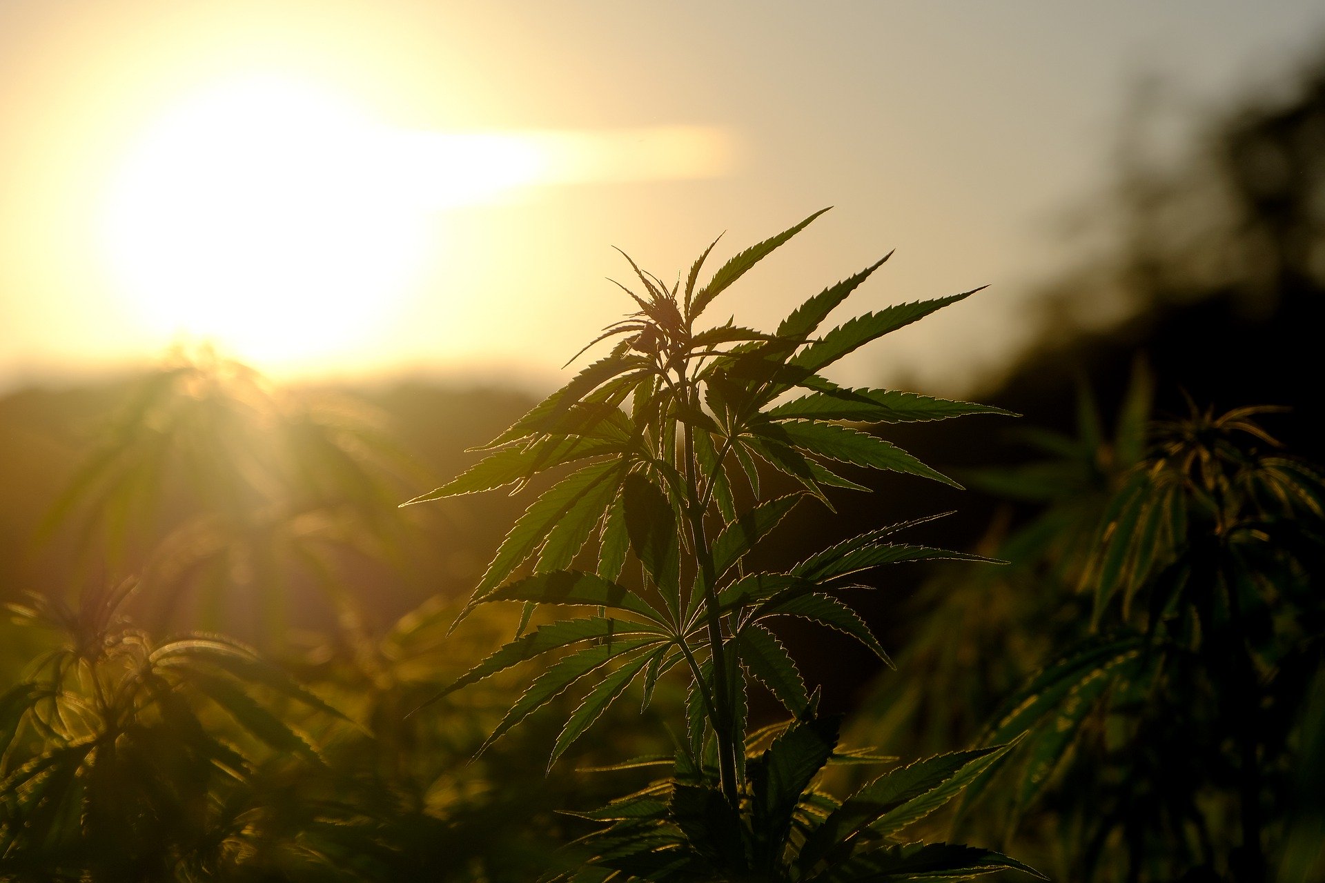 hemp-5375748_1920